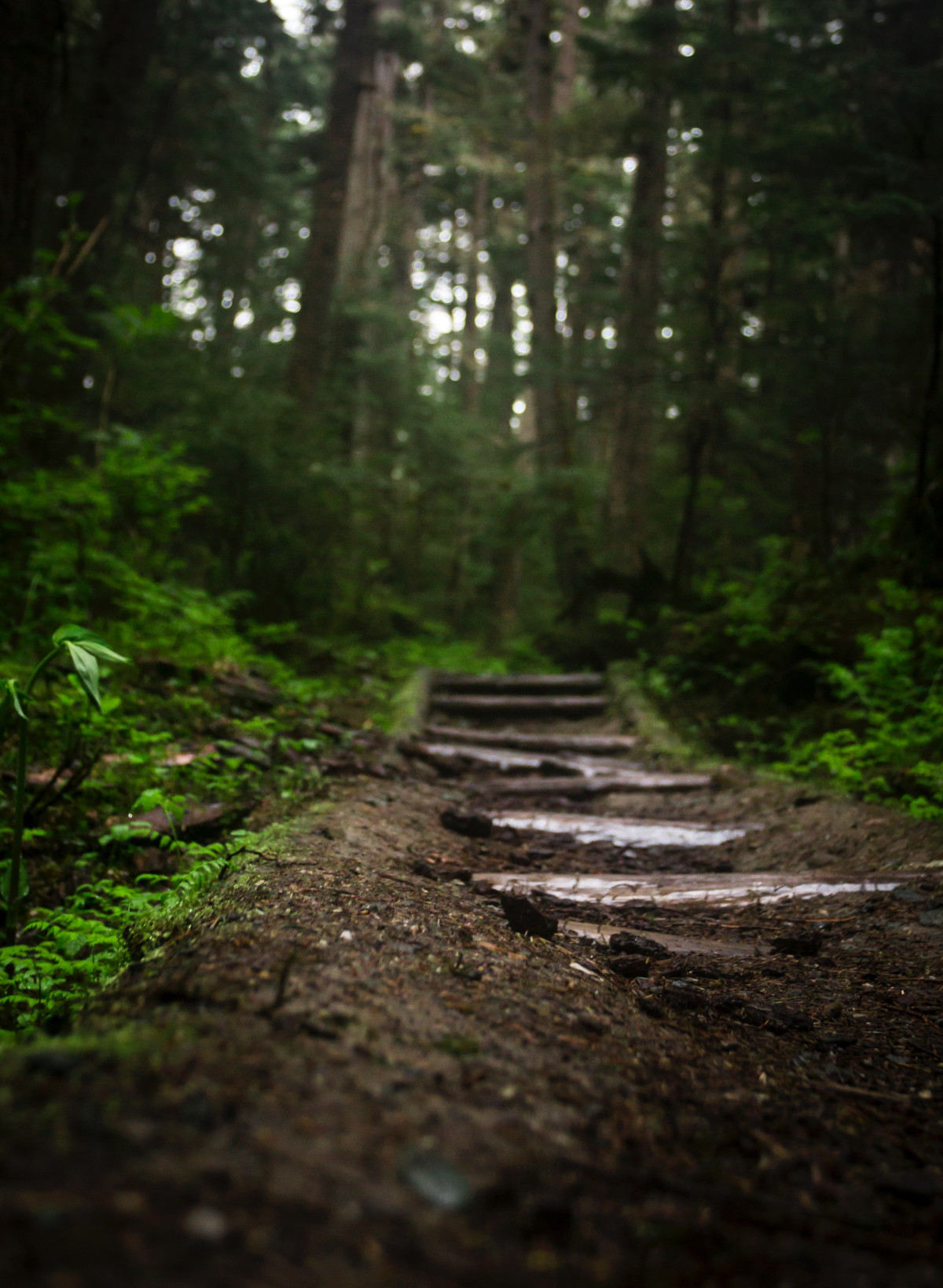 untouched forest