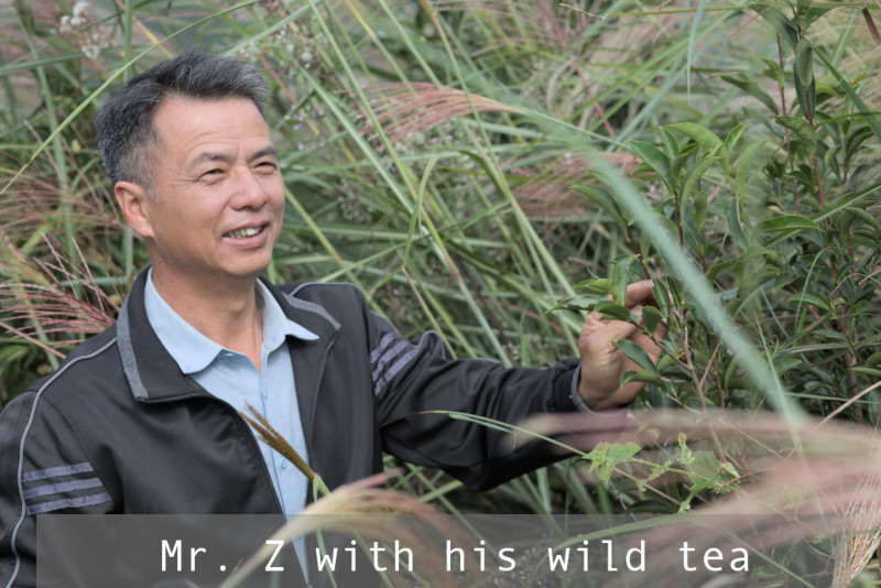 Mr. Z holds his wild Dan Cong tea bush